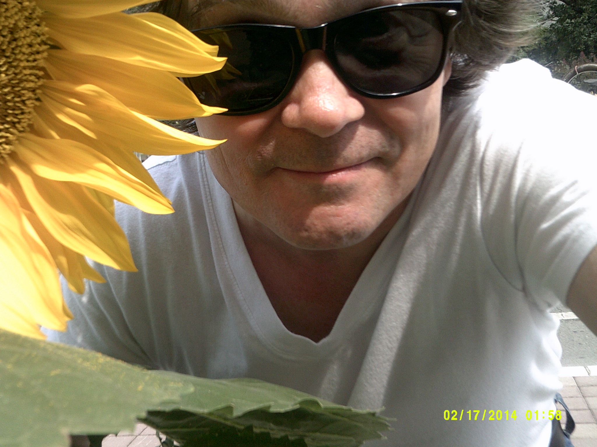 sunflower_tournesol