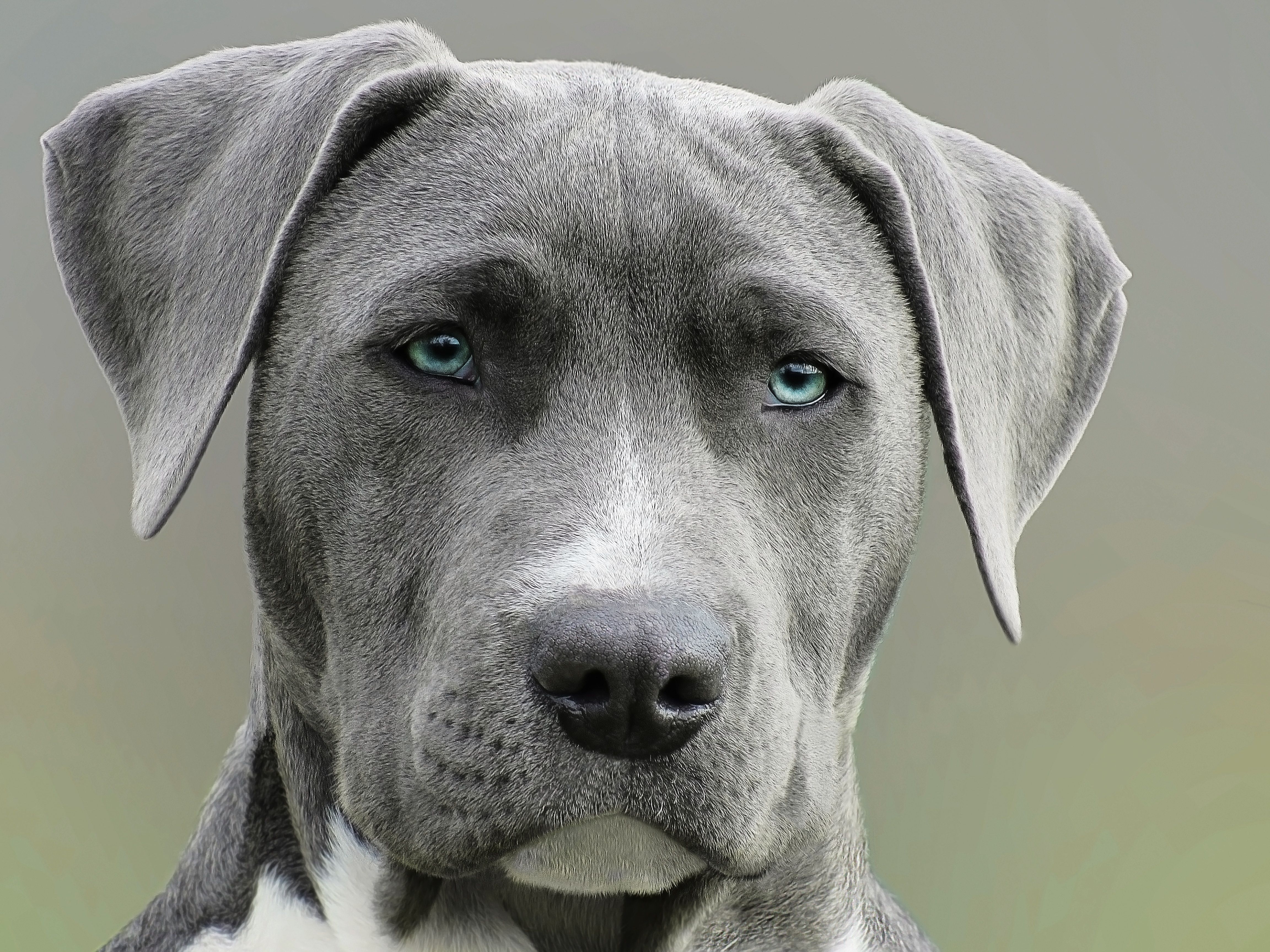 dog-chien