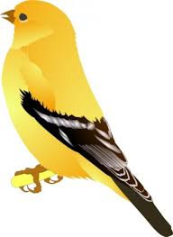 gold finch